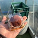 유행 | [후기] 두쫀쿠 유행 막차 쫓아가는 후기