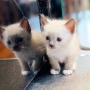 전주강아지분양 고양이분양 24시 데려가개 전주점 이미지