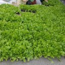 하늘농장3 이미지