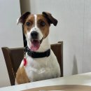 멈머다냥 이미지