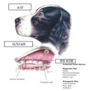 박물관옆동물병원 이미지