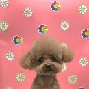 펫마켓 서구점 이미지