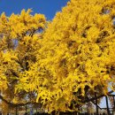 단풍나무펜션 이미지