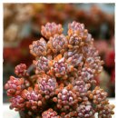 블루빈스 이미지