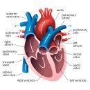 HTN | [Cardiology] 1. Cardio Basics