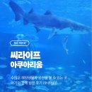 부산광역시 해운대구 | [부산/해운대]🌊 부산 해운대 씨라이프 아쿠아리움 방문 후기 🐠
