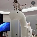 공룡코딱지 | 내돈내산 고양이 스크레쳐 / 고양이 공룡스크레쳐 후기 / 및 잡담