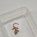 토당로 | 일산 고양 파충류샵 고양 능곡 크레윙 방문 후기 크레스티드게코 입양 🌿