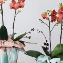 미미정원(mimi garden) 이미지