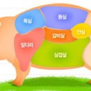 돼지의 족보 이미지