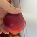 자인농업협동조합 | 옐로드림 복숭아 산지직송 복숭아로 즐긴 달콤한 여름 과일 추천