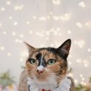 이쁘면다냥 이미지