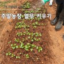 고수농장 | 주말농장 다이소 공심채 고수 씨앗 심기 그리고 열무 키우기