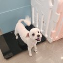 댕댕역 이미지