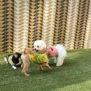 멍동댕유치원 이미지