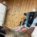 황소(HWANGSO)