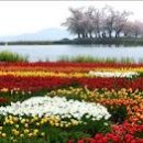 희망의 꽃밭에서 이미지