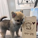 멍멍이 클럽 이미지