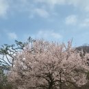 리움패밀리(주) | 용인 호암미술관 4월 4일 실시간 벚꽃 개화 현황 숨겨진 벚꽃 명소와 주차꿀팁