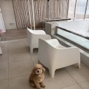 메리왈 | 🐶 경남 사천 독채 애견동반 풀빌라 강아지가 더 행복했던 메리왈 merrywaal 🌊💙