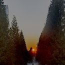 기지시 메타세콰이아 이미지