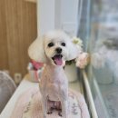 빠몽(PAWMONG) 이미지