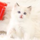 올바른펫 이미지