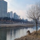 중랑천 Daum카페
