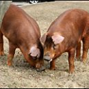 축진농장 이미지