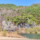 주천면 벚꽃길 이미지