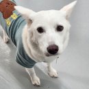 밍글독 | 파주 야당 운정 중대형견 카페 <밍글독> 애견운동장 애견놀이터