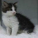 랙돌하우스 이미지