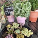 대구꽃배달서비스 | 기념일은 물론 공연꽃다발부터 개업화분까지 만족스러웠던 대구 꽃처럼 방문 후기와 꽃배달 서비스 경험