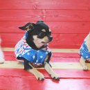 봉평 물소리펜션 이미지