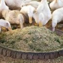 유황오리 이미지