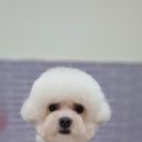 퍼플체형관리