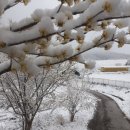 늘푸른 흑염소농장 이미지