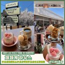 (주)럭키충남상사 | [리뷰] 이번주 무조건 가야할 집!! 벚꽃 만개한 서산 카페, 체체게 하우스(딸기라떼, 체체게 아포카토)