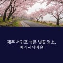예래마을 새왓이기는 소리 | 이번 주말, 제주 예래사자마을 봄꽃으로 물들다