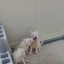 강생이네 이미지