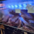 더까망돼지 이미지