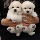 마라탕천향오양꼬치