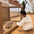 호랭이농장 | [용인] 29개월 아이랑 가볼 만한 곳 실내 동물농장