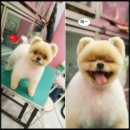 퍼플퍼피 이미지