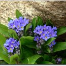 해여림식물원 이미지