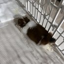 랑'S종합동물병원 | 베베동물병원, 은돌이가 다니는 동물병원(중성화&amp;탈장 수술 후기)