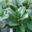 중앙꽃집 이미지