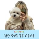 몽몽(MongMong) | 천안 성성동 몽몽mongmong 비숑미용 후기 내돈내산