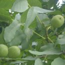 호두나무 이미지