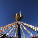 삼나무용단 이미지